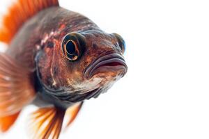 Mystus fish, copy space on right side,isolated on white background photo