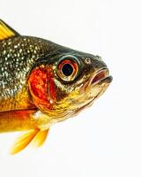 Mystic Portrait of Tinfoil Barbfish isolated with white background photo