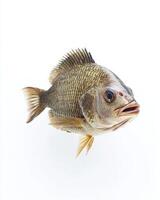 A mozambique tilapia fish is shown on a white background photo