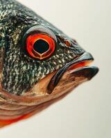 Mystic Portrait of Mozambique Tilapia in studio photo