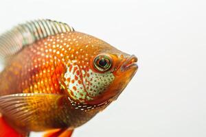 Mystic Portrait Of Gourami in studio photo
