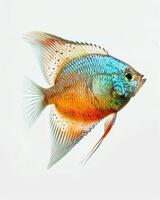 Gourami Isolated with gray background photo
