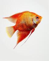 Gourami Isolated with gray background photo