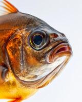 Mystic Portrait of Freshwater Pomfret in studio photo