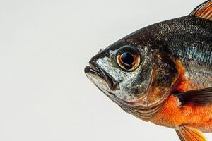 Mystic Portrait of Fresh water Pomfret in studio photo