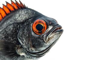 Mystic Portrait of Freshwater Pomfret in studio photo