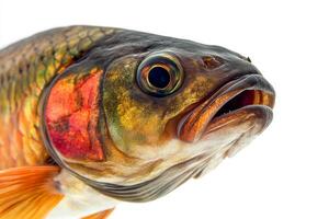 Mystic Portrait of Pangasius Fish in studio photo