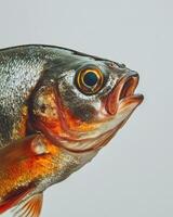 Mystic Portrait of Fresh water Pomfret in studio photo