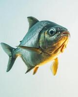 Mystic Portrait of Fresh water Pomfret in studio photo