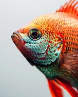 Mystic portrait of Gourami isolated with white background photo