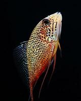 Snake skin Gourami Isolated with black background photo