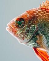 Mystic Portrait of Tilapia isolated with gray background photo