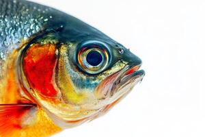 Mystic Portrait of Freshwater Pomfret isolated with white background photo