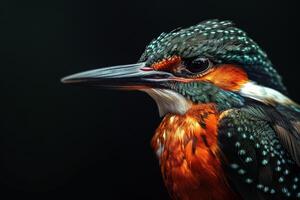 Mystic portrait of Amazon Kingfisher photo