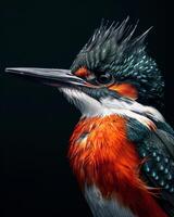 Mystic portrait of Amazon Kingfisher photo