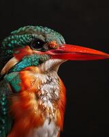 Mystic portrait of Beach Kingfisher isolated with black background photo