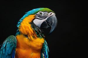 Mystic portrait of Blue and Gold Macaw isolated with black background photo