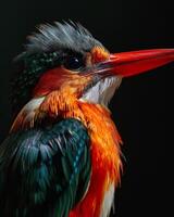 Mystic portrait of Beach Kingfisher isolated with black background photo