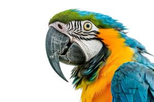 Mystic portrait of Blue and Gold Macaw isolated with white background photo
