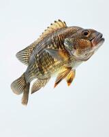 Tilapia isolated with white background photo