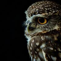 Little Owl Isolated With Black Background photo