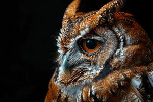 Screech Owl isolated with black background photo