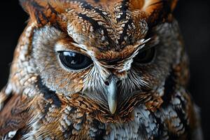 Screech Owl isolated with black background photo