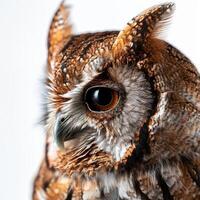 Screech Owl With Big Eyes Isolated With White Background photo