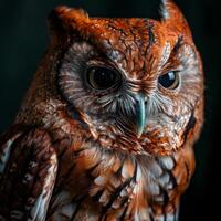 Screech Owl isolated with black background photo