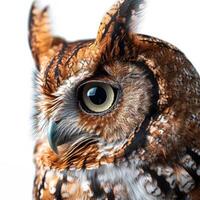 Screech Owl With Big Eyes Isolated With White Background photo