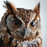 Screech owl isolated with gray background photo