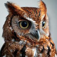 Screech Owl Isolated with gray background photo