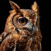 African Scops Owl Isolated with black background photo