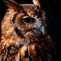 African Scops Owl Isolated with black background photo