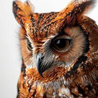 African Scops Owl Isolated with white background photo
