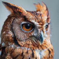 African Scops Owl Isolated with gray background photo
