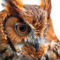 African Scops Owl Isolated with white background photo