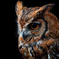 African Scops Owl Isolated with black background photo