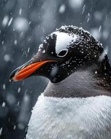 Mystic portrait of Penguin Gentoo in studio photo