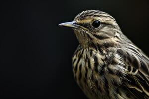 Mystic portrait of Buff-bellied Pipit photo