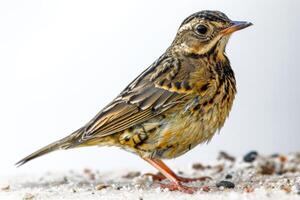 Mystic portrait of Richards Pipit standing in studio photo