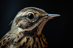 Mystic portrait of Richards Pipit standing isolated with black background photo
