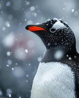 Mystic portrait of Penguin Gentoo in studio photo