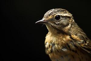A close up of a bird with a black background photo