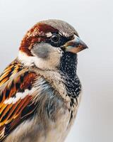 Mystic portrait of sparrow isolated with white background photo