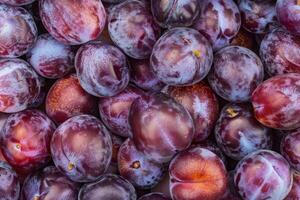 Plum fruit background, background for background photo