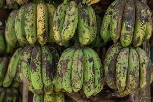 A bunch of green bananas hanging from a tree photo