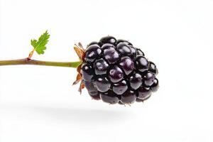 A blackberry on a white background photo