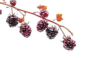 Blackberries on a branch photo