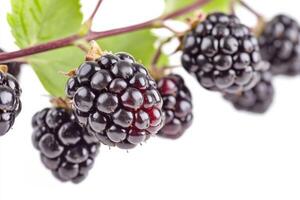 Blackberries on a branch with leaves photo